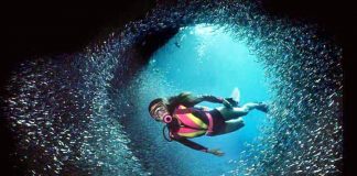 All You Want to Know About Scuba Diving
