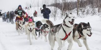 The Complete Guide to Dog Mushing Dog Mushing